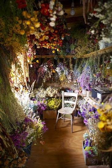 Dried flower shop